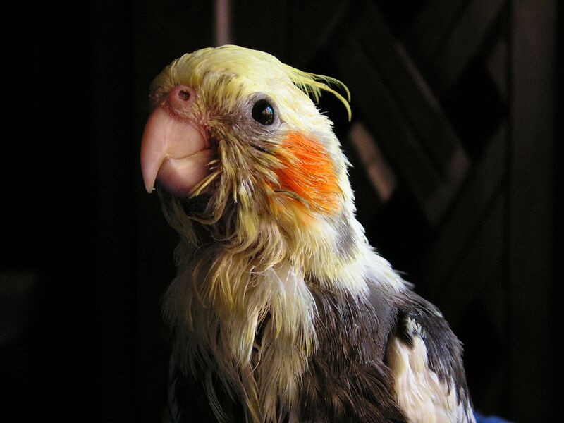 Datei:Nymphensittiche 38 Tage.jpg