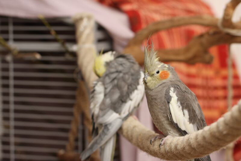 Datei:Nymphensittiche Käfig.jpg