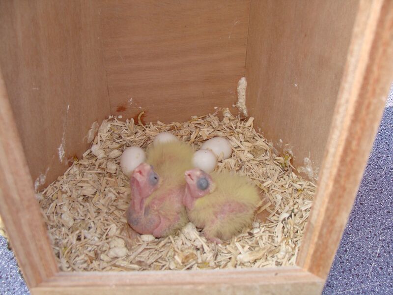 Datei:Nymphensittiche blind.jpg