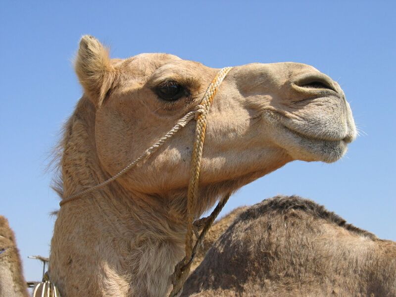 Datei:Oberlippe Kamel.jpg