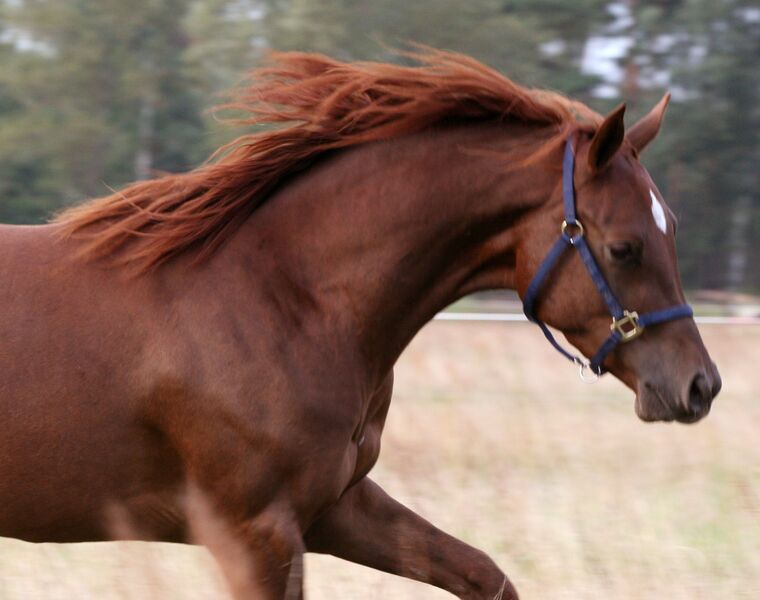 Datei:Pferd Fellfarbe Fuchs.jpg