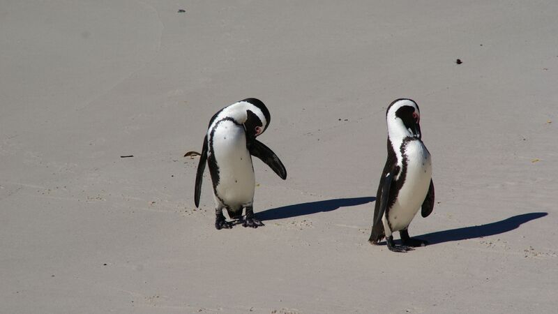 Datei:Pinguine am Strand.JPG