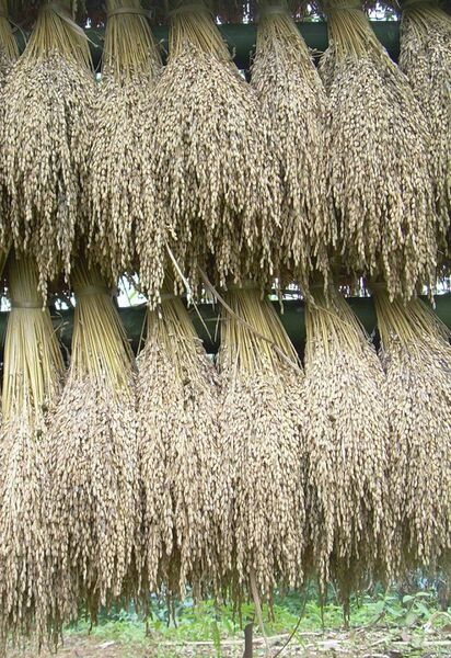 Datei:Reisernte Halme.jpg