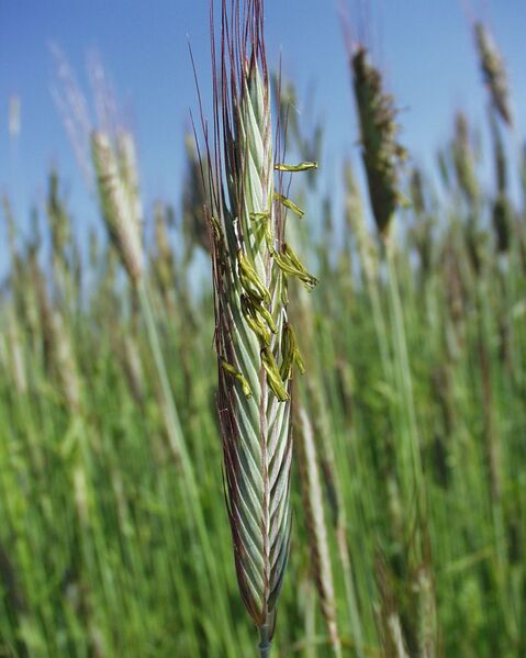 Datei:Roggen1.jpg