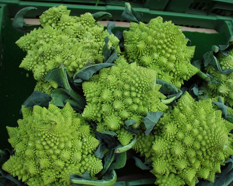 Datei:Romanesco.jpg