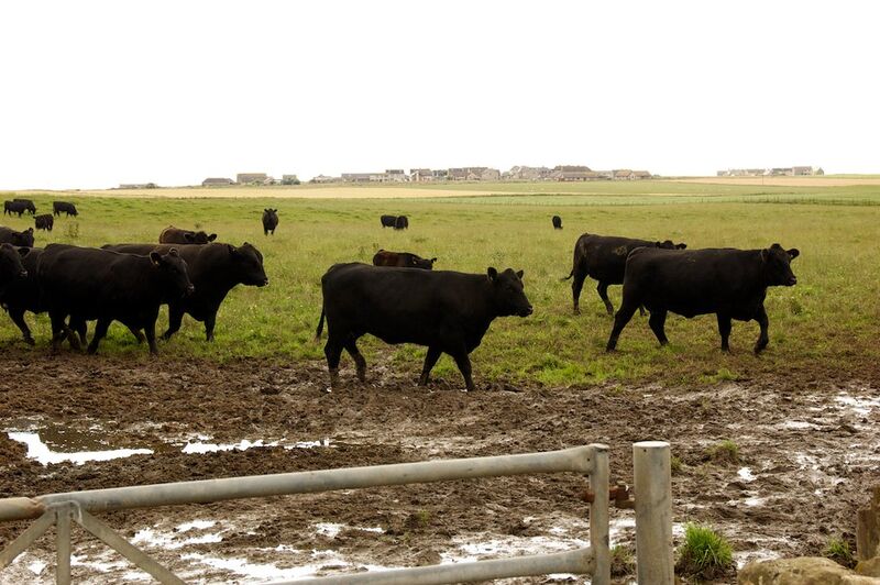 Datei:Schwarze Ochsen.jpg