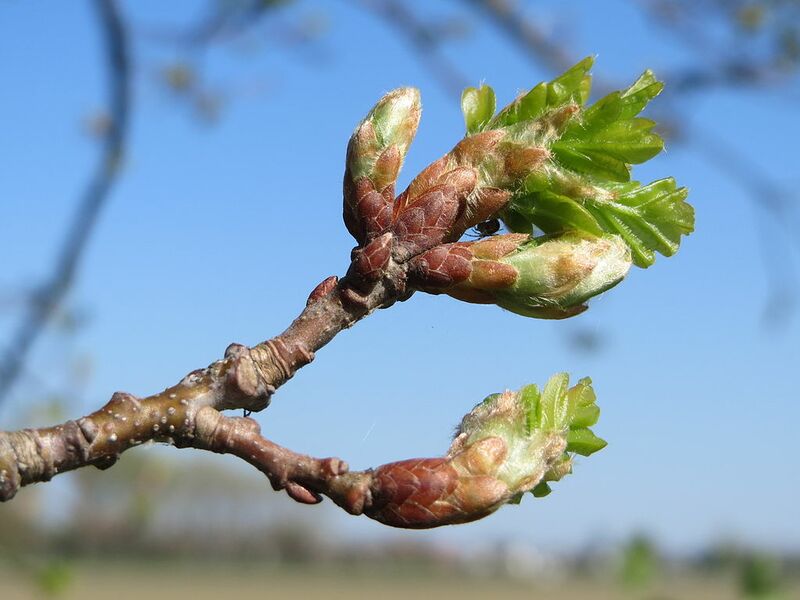 Datei:Stieleiche Knospen.jpg