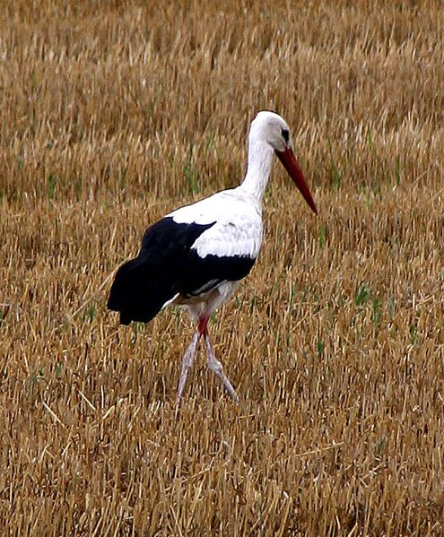 Datei:Storch im Acker.jpg
