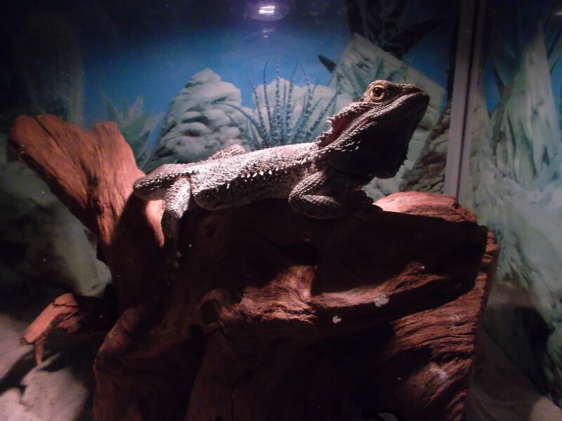 Datei:Terrarium mit Bartagame.jpg