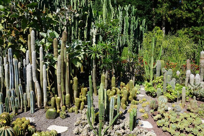 Datei:Vielzahl an Kakteen.jpg