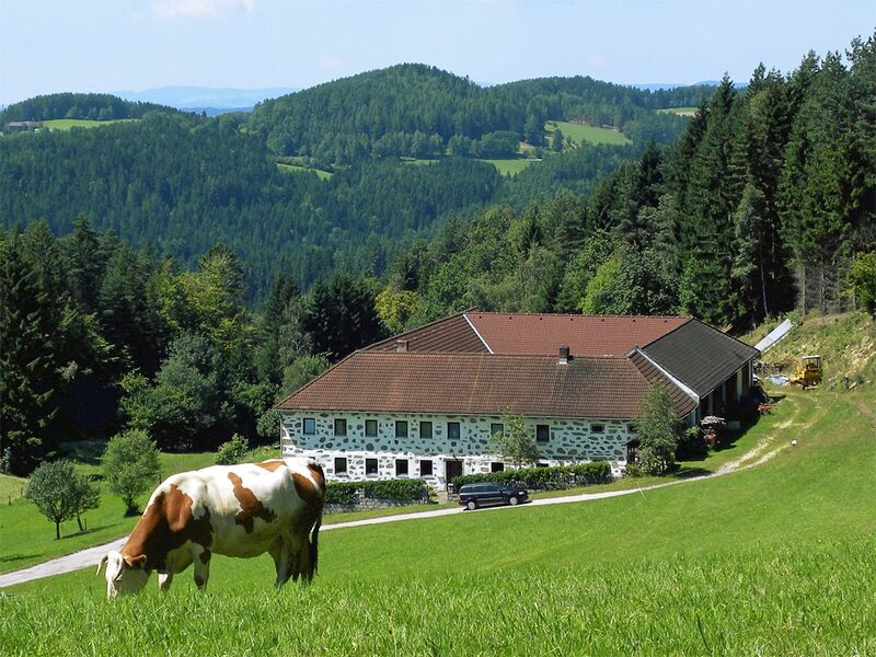 Datei:Vierkanthof Kuh.jpg