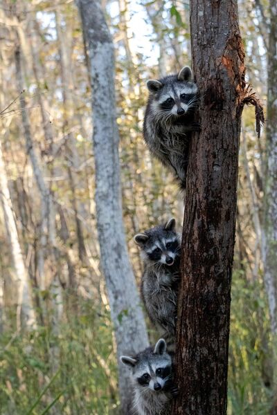 Datei:Waschbären am Baum.jpg