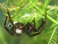 Wasserspinne.jpg