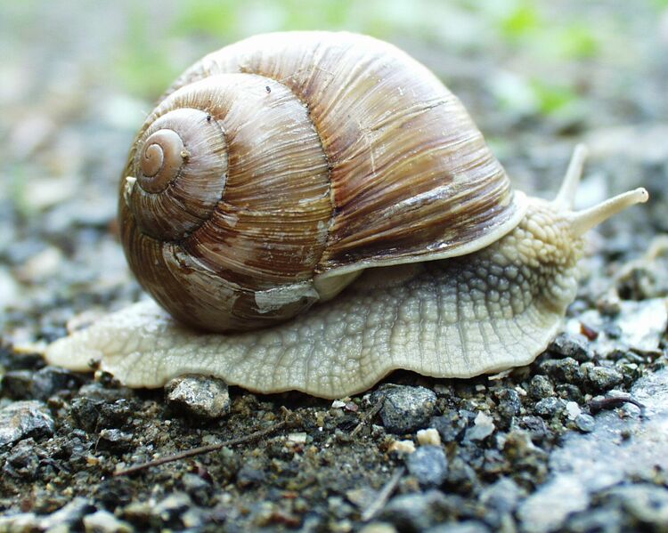 Datei:Weinbergschnecke.jpg