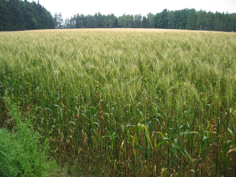 Datei:Weizenfeld.jpg