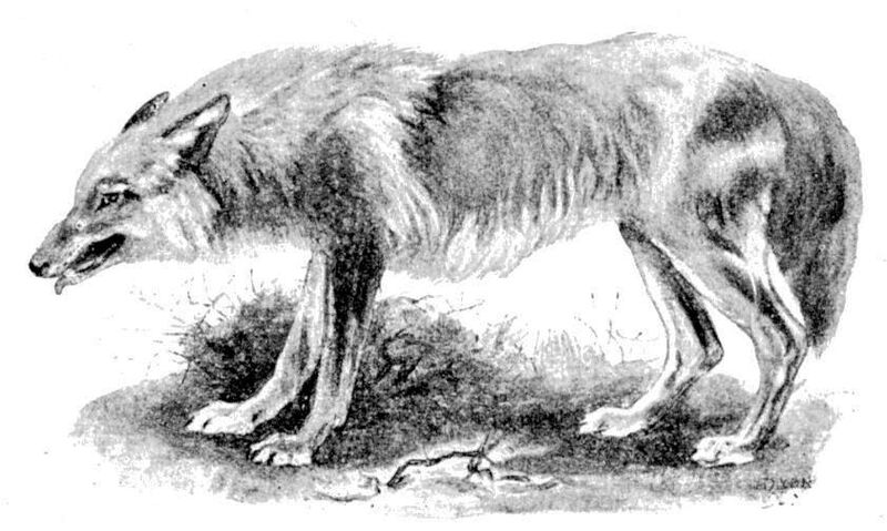 Datei:Wolf Zeichnung.jpg