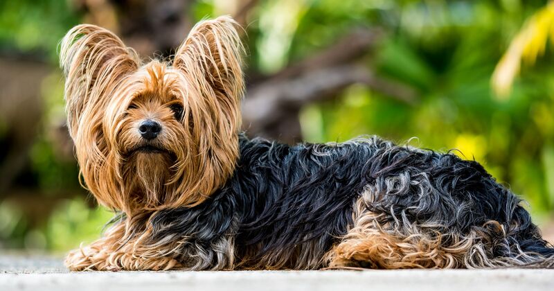 Datei:Yorkshire Terrier.jpg