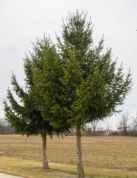 Datei:Zwei Fichten.jpg